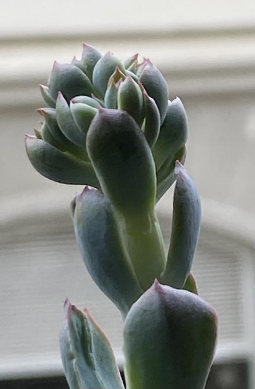 Echeveria linguas fiore.jpeg